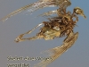 skelettierter Vogel, vergoldet
