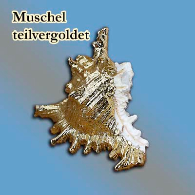n_au_muschel