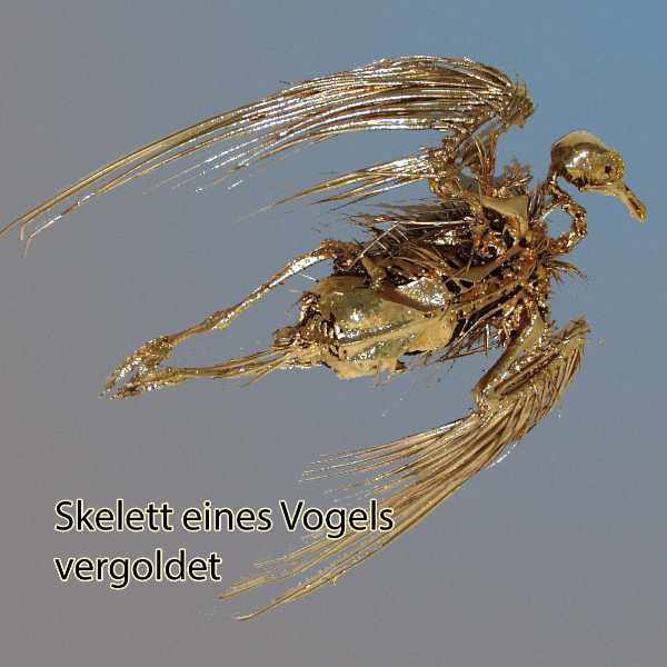 skelettierter Vogel, vergoldet