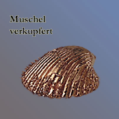 n_cu_muschel