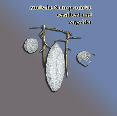 n_koralle