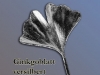 n_ag_ginkoblatt2