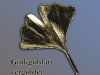 n_ag_ginkoblatt3