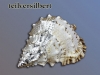 n_ag_muschel