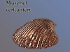 n_cu_muschel