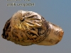 SP_AU_Baseballcap